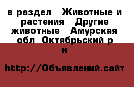  в раздел : Животные и растения » Другие животные . Амурская обл.,Октябрьский р-н